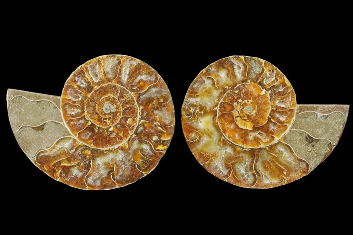 Bargain, Cut & Polished Ammonite Fossil - Madagascar #148043